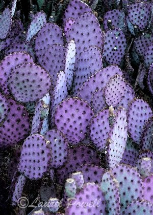 Purple Cactus ACEO