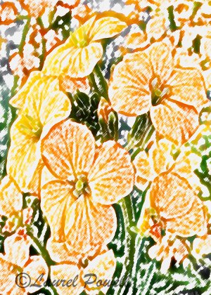 Orange Flowers ACEO
