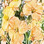 Orange Flowers ACEO