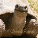 Tortoise ACEO