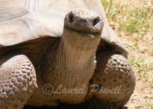 Tortoise ACEO