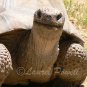 Tortoise ACEO