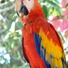 Macaw ACEO
