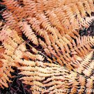 Golden Fern ACEO