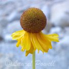 ACEO Yellow Coneflower