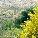 Flowering Desert