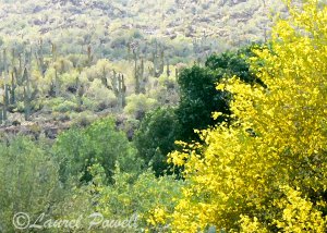 Flowering Desert