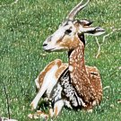 Gazelle