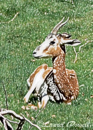 Gazelle