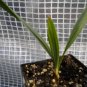 Sabal etonia (scrub palmetto)