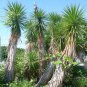Yucca aloifolia (Spanish bayonet)