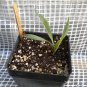 Yucca aloifolia (Spanish bayonet)