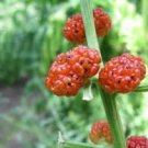 Strawberry spinach 50 seeds Strawberry spinach 50 seeds