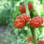 Strawberry spinach  50 seeds