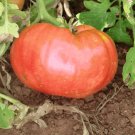 mortgage lifter tomato 20 seeds