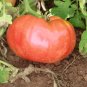 mortgage lifter tomato 20 seeds