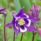 Purple and Red columbine mix 30 seeds