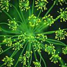 SEEDS OF LIFE DILL 25 seeds SEEDS OF LIFE DILL 25 seeds