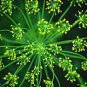 SEEDS OF LIFE DILL 25 seeds
