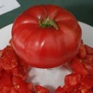 Italian Tree Tomato 20 seeds Italian Tree Tomato 20 seeds