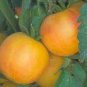 Fuzzy Peach tomato 20 seeds