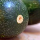 Black Beauty Zucchini 15 Heirloom seeds Black Beauty Zucchini 15 Heirloom seeds