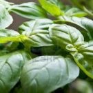 Genovese Basil 40 heirloom seeds Genovese Basil 40 heirloom seeds