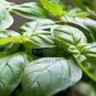 Genovese Basil 40 heirloom seeds