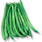 Blue Lake Bush Beans 25 Heirloom seeds Blue Lake Bush Beans 25 Heirloom seeds