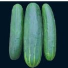 Marketmore 76 cucumber