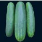 Marketmore 76 cucumber