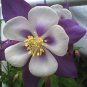 Purple Columbine 30 seeds