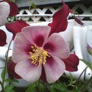 Red Columbine flower 30 seeds Red Columbine flower 30 seeds