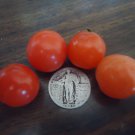 Tiny Tim Dwarf Cherry Tomato Tiny Tim Dwarf Cherry Tomato