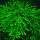 Java Moss live aquarium plant 1 tablespoon Java Moss live aquarium plant 1 tablespoon