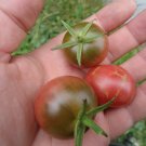 Aunt Ruby's German Cherry Tomato Aunt Ruby's German Cherry Tomato