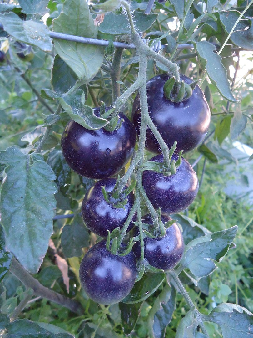 red-white-blue-cherry-tomatoes-pack-home-living-outdoor