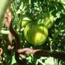 Green Vernissage Tomato Green Vernissage Tomato