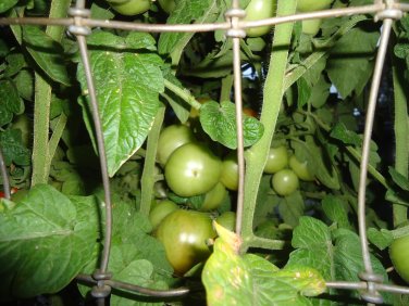 Czech's Bush Tomato