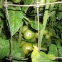 Czech's Bush Tomato