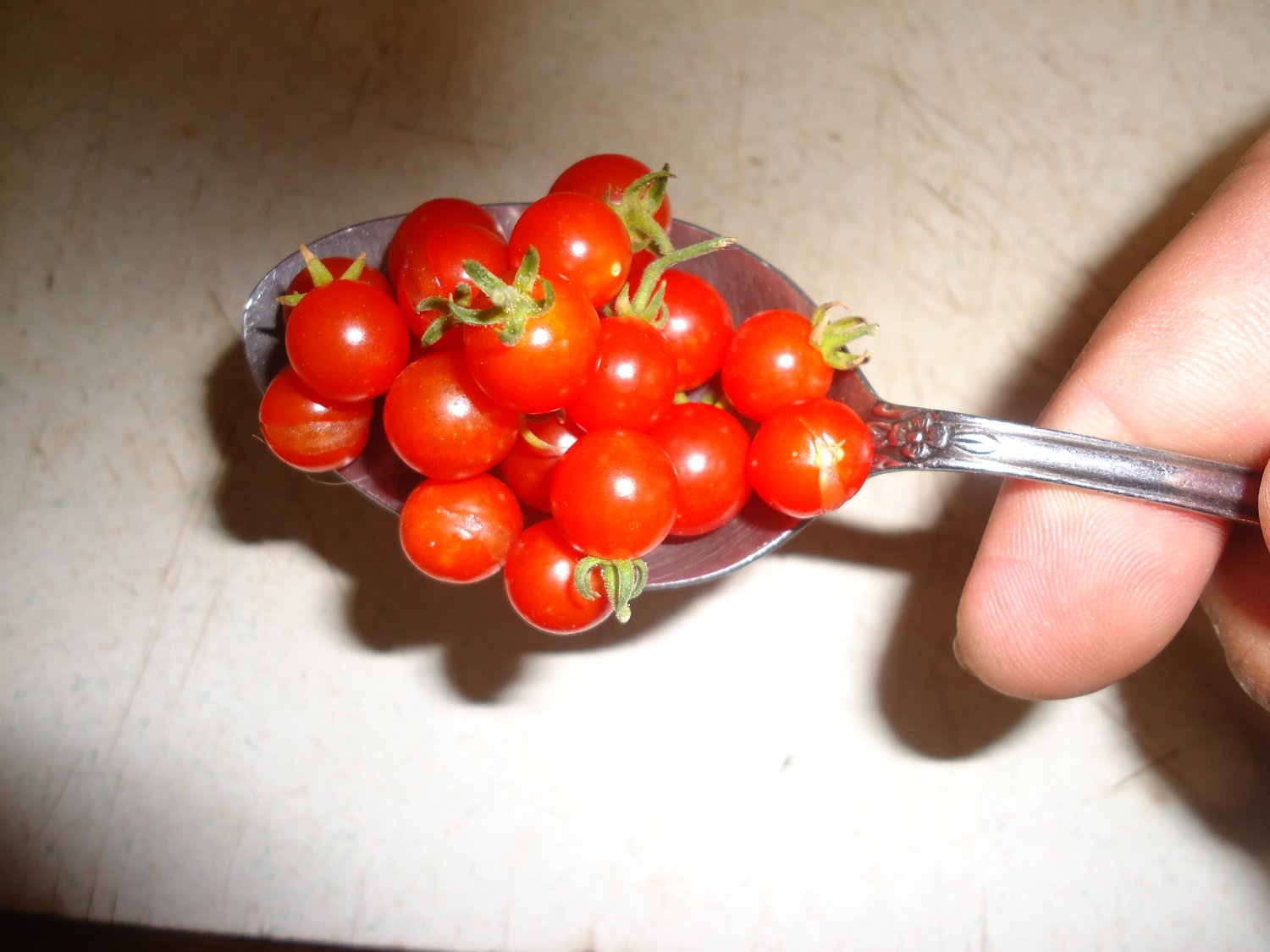 Spoon Tomato 20 seeds