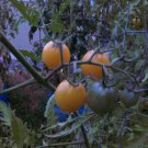 Snow White Cherry Tomato 20 seeds *HEIRLOOM* Snow White Cherry Tomato 20 seeds *HEIRLOOM*