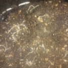 White worm Starter culture Organic fish/frog/newt aquarium food FREE SHIPPING! White worm Starter culture Organic fish/frog/newt aquarium food FREE SHIPPING!