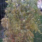 Livingston's Lutescent, or "Honor Bright" tomato RARE HEIRLOOM 10 Seeds Livingston's Lutescent, or "Honor Bright" tomato RARE HEIRLOOM 10 Seeds