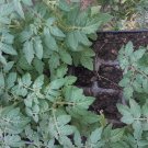SIX 2" to 4" Tiny Tim dwarf cherry tomato HEIRLOOM LIVE PLANTS