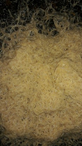 White worm feeder culture LIVE food for most fish fry betta/killfish'frogs/newts