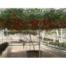 Italian Tree Tomato *RARE HEIRLOOM!!* SEEDS OF LIFE Italian Tree Tomato *RARE HEIRLOOM!!* SEEDS OF LIFE