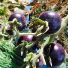 Dances with the smurfs BLUE cherry tomato *HEIRLOOM* 20 seeds Dances with the smurfs BLUE cherry tomato *HEIRLOOM* 20 seeds