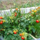 Heirloom tomato plants 2 2" to 4" LIVE PLANTS! FREE SHIPPING! Heirloom tomato plants 2 2" to 4" LIVE PLANTS! FREE SHIPPING!
