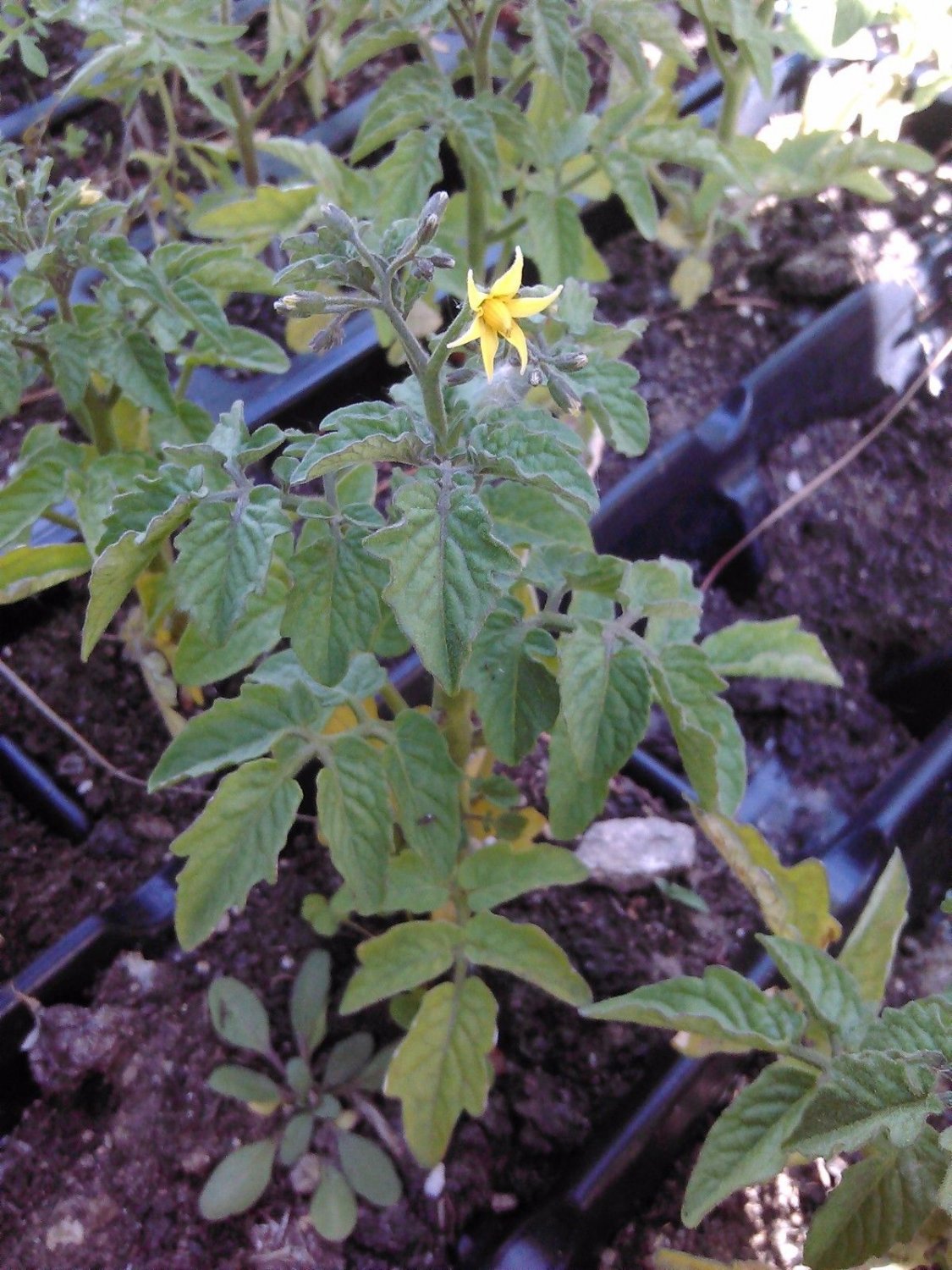 Heirloom tomato plants 2 2" to 4" LIVE PLANTS! FREE SHIPPING!